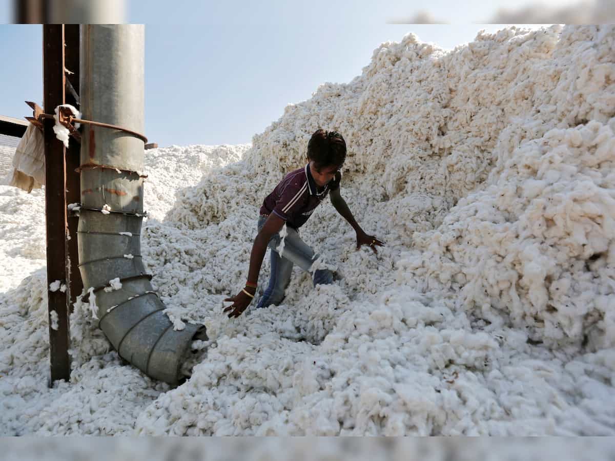 Cotton output may decline 8% to 294.10 lakh bales this year: CAI 