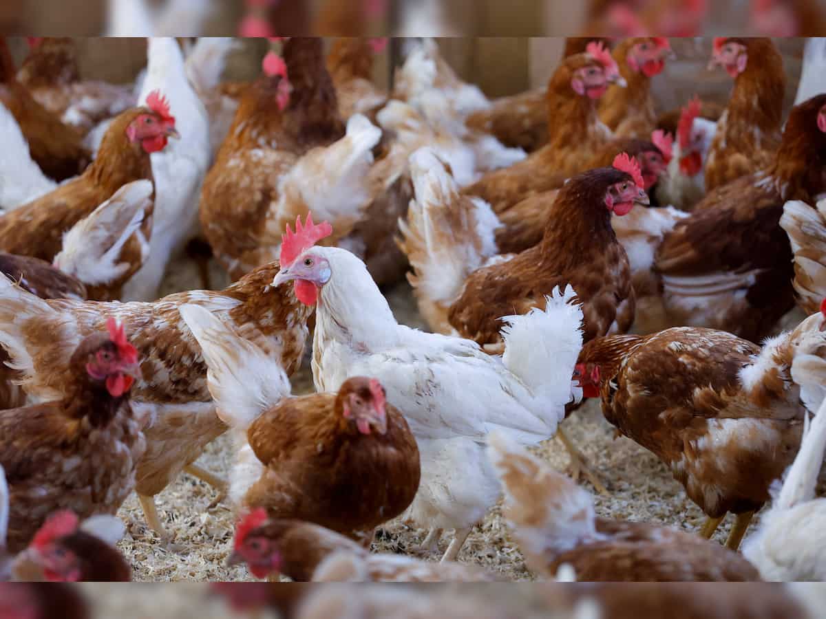 Indian poultry industry revenues to grow by 8-10% in FY24, says ICRA