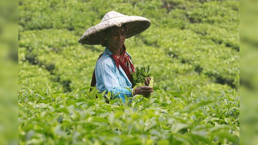 Rising input costs, lower price realisation in 2023 put tea industry in ...