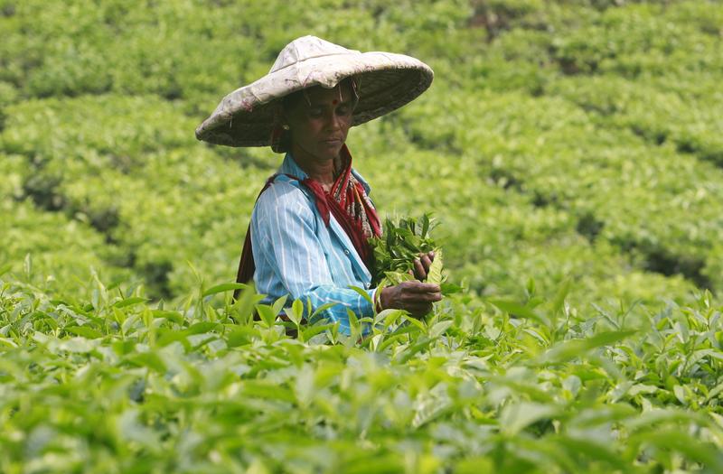 Input Tea Rising input costs, lower price realisation in 2023 put tea industry in ...