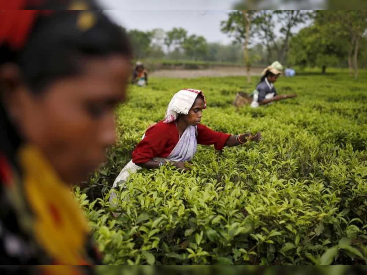 Tea production falls by 6.18% to 127.12 million kgs in November 2023 