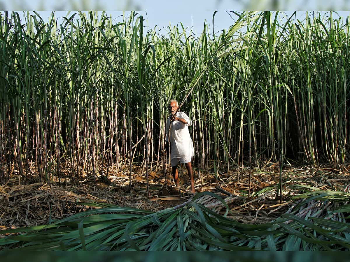 India notifies 8,606 tonnes of raw cane sugar exports to US under TRQ