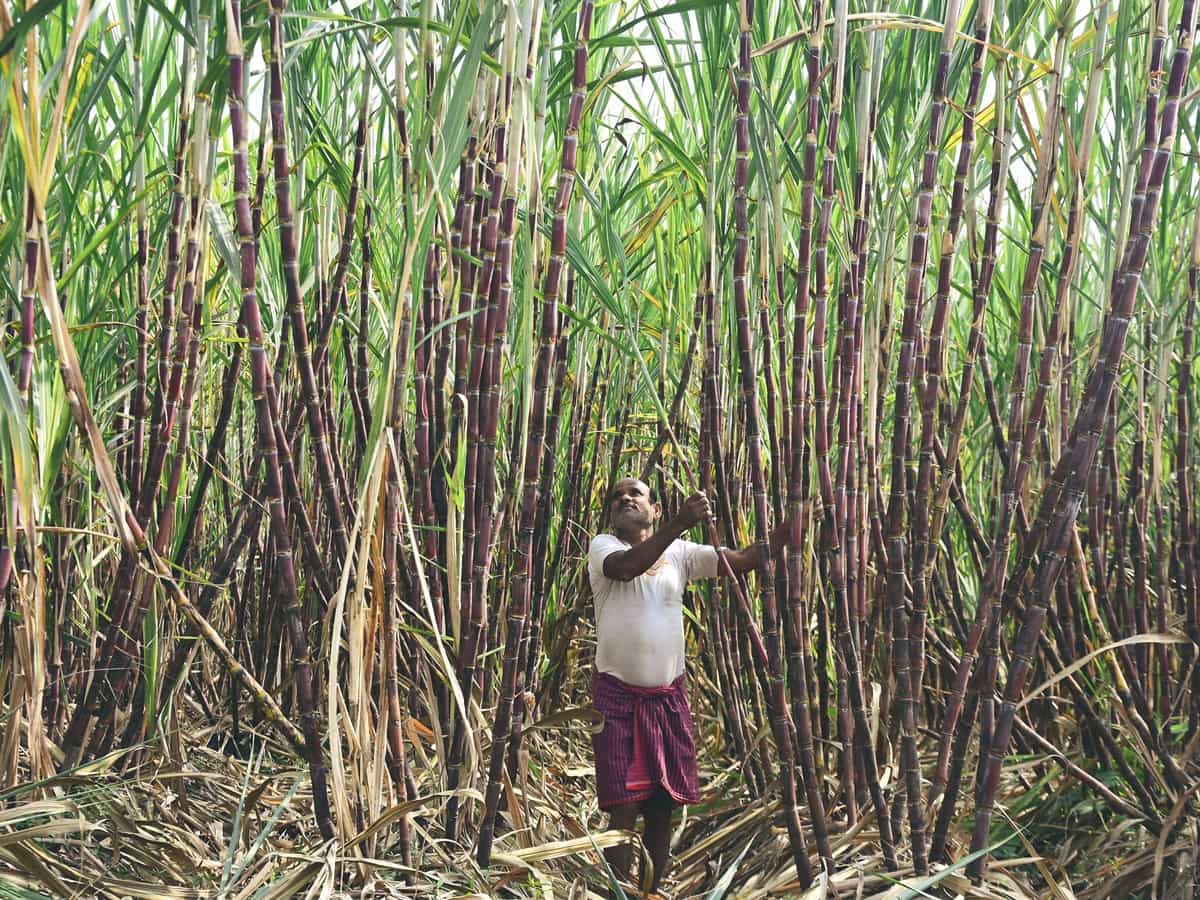 Yogi Adityanath govt in UP raises sugarcane price by Rs 20 per quintal
