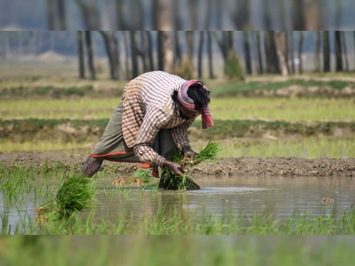 Jharkhand Krishi Rin Mafi Yojana: Govt to waive Rs 50,000 per farmer - check eligibility 