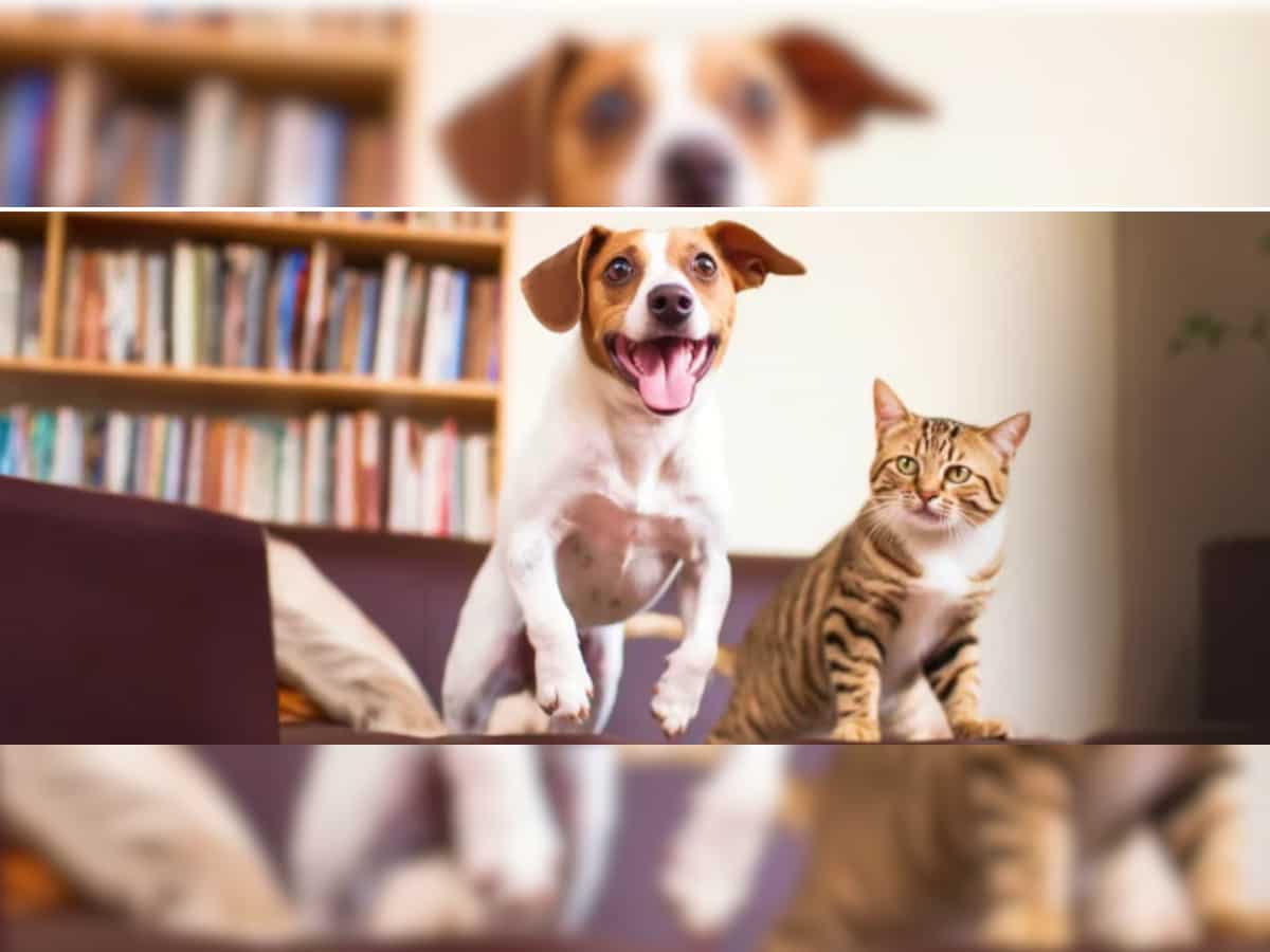 Pet care startup Supertails raises Rs 125 crore in series B funding round