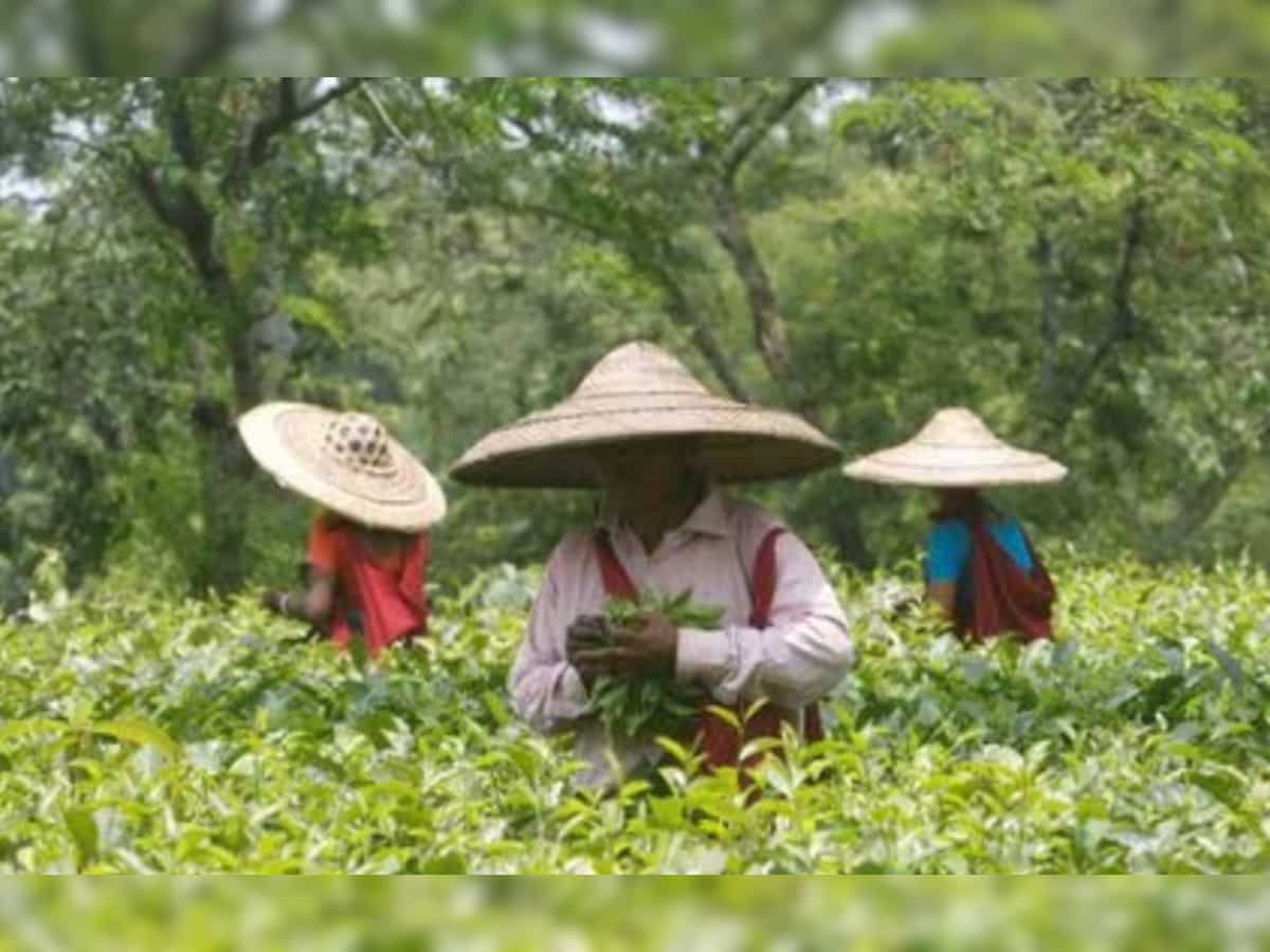 Tea exports decline to 207.14 mkgs in first 11 months of calendar year 2023