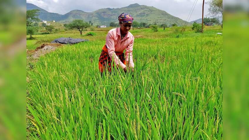 Kerala government allocates Rs 203.90 crore for paddy procurement 