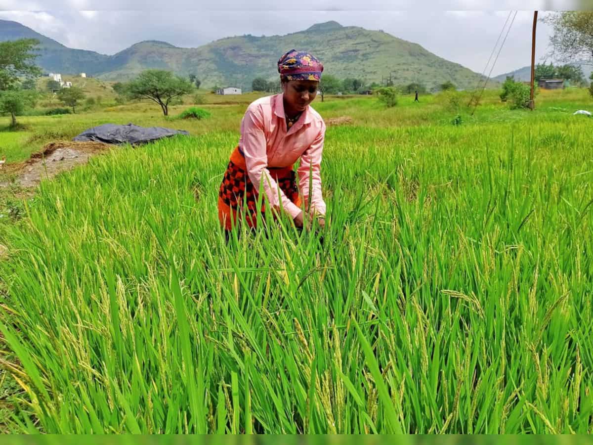 Kerala government allocates Rs 203.90 crore for paddy procurement 