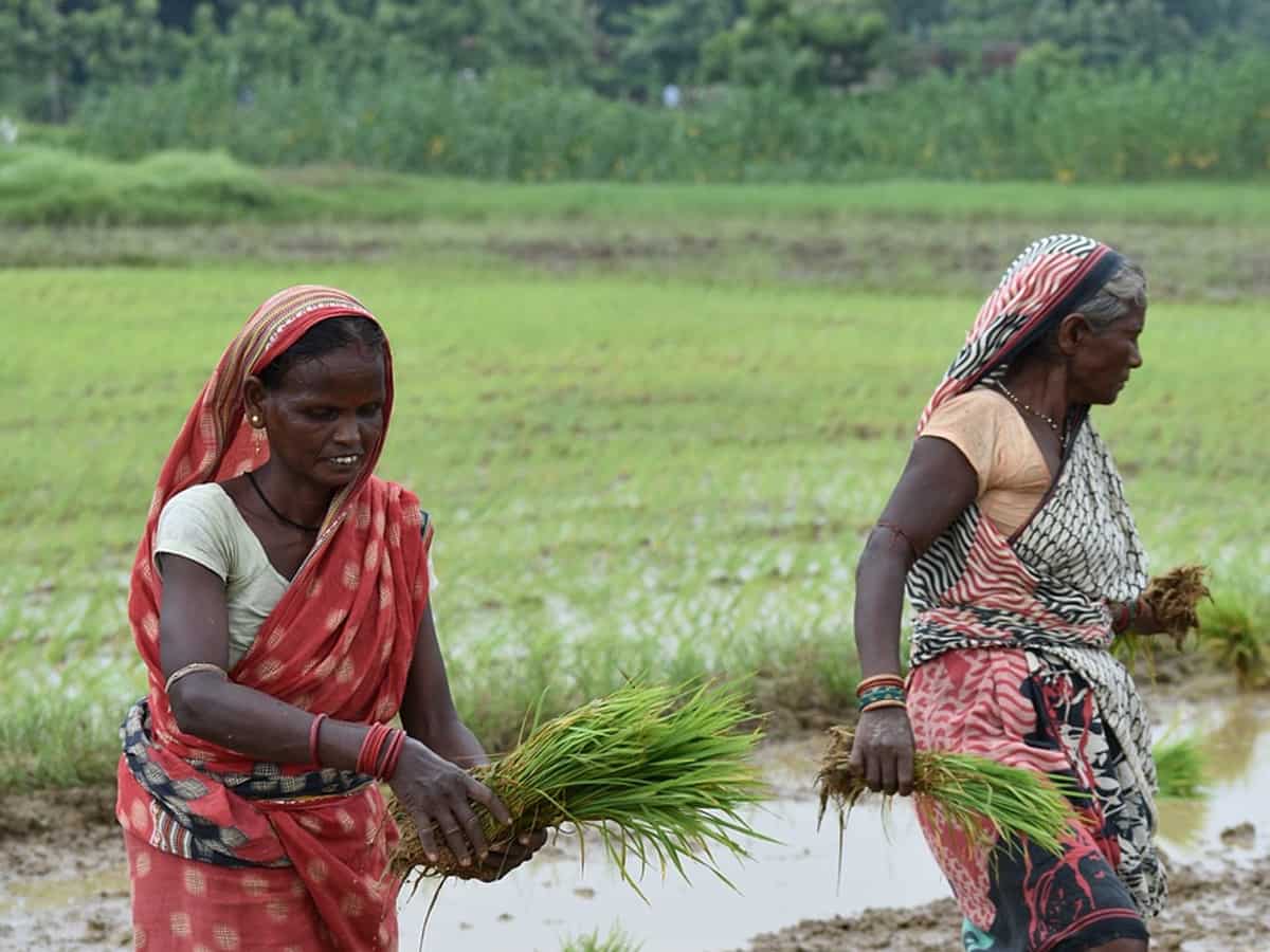 Jeevika Samriddhi initiative elevates lives of farmers in Odisha’s Jharsuguda