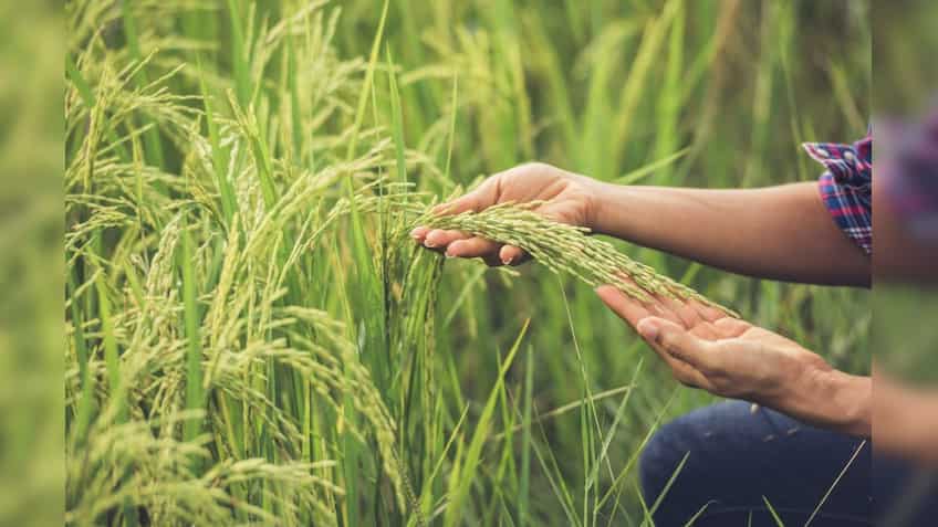 PM Kisan Samman Nidhi 16th Installment: Yet to receive installment amount; here's how to check your beneficiary status in list  