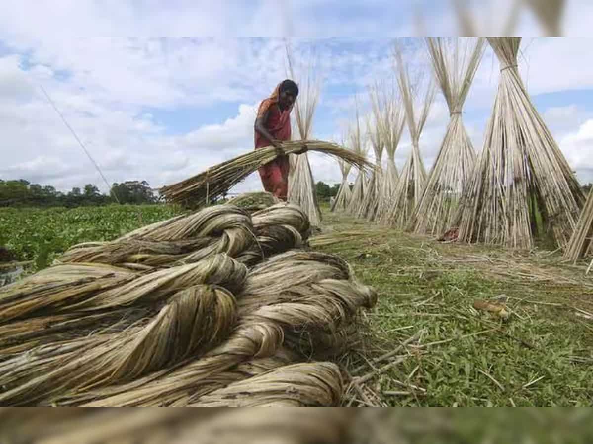 Govt raises MSP for raw jute by Rs 285 to Rs 5,335 per quintal for FY25 