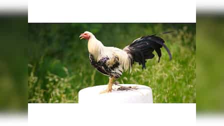 https://cdn.zeebiz.com/sites/default/files/2024/03/08/283496-cockfighting-in-vietnam-and-cambodia.jpg?format=webp&im=FitAndFill%3D%28448%2C252%29&quality=medium