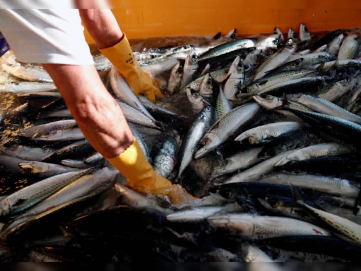Fish consumption rise 81%, production twofold in India during 2005-2021 period