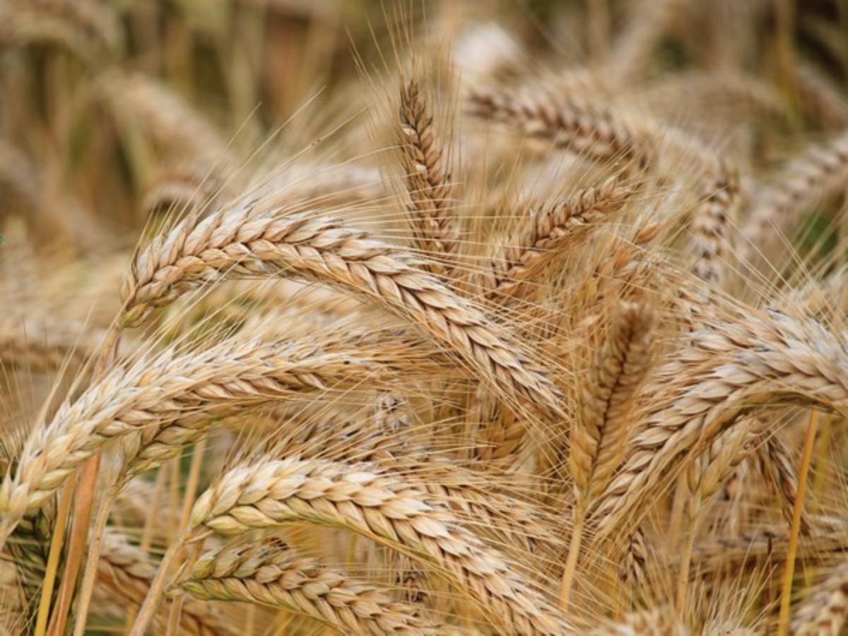 Punjab estimated to produce 161.30 lakh metric tons