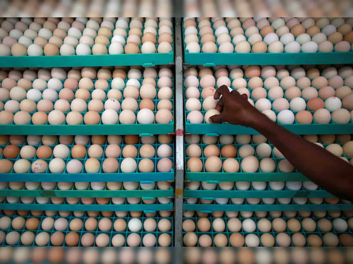 Egg startup Eggoz eyes profitability by 2024-end