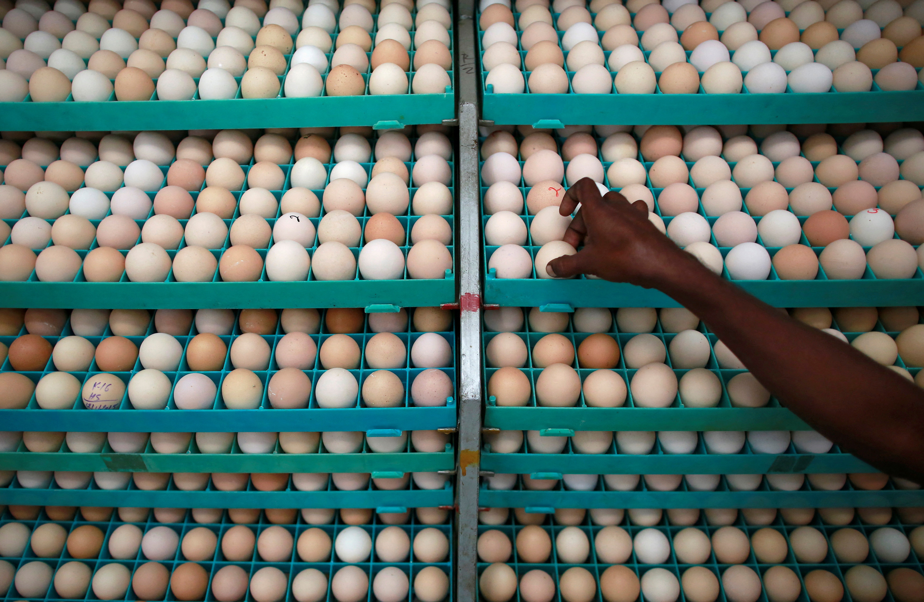 Egg startup Eggoz eyes profitability by 2024-end