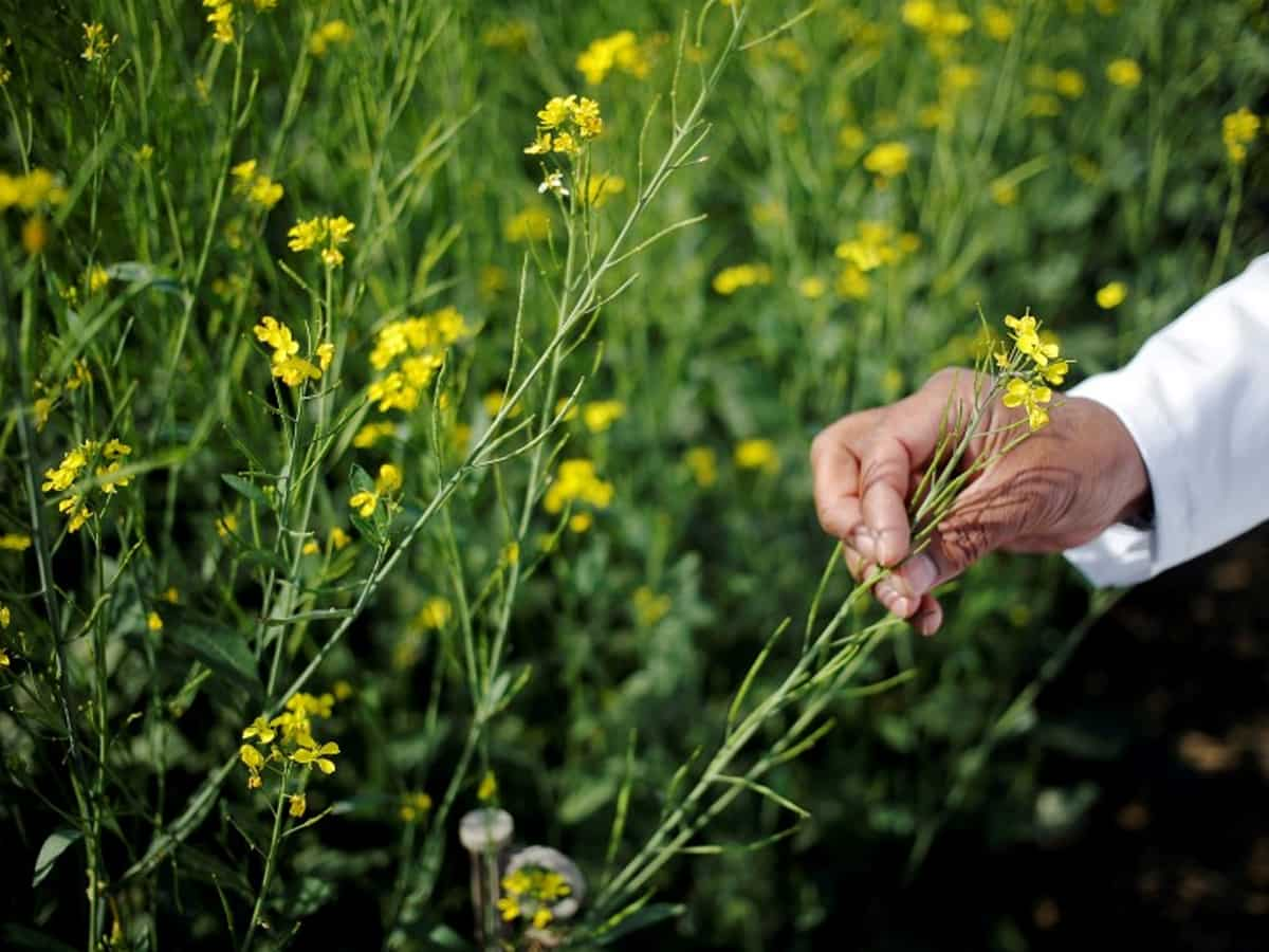 Fields of Gold: India anticipates record mustard crop, projected at 120.90 lakh tonnes in 2023-24