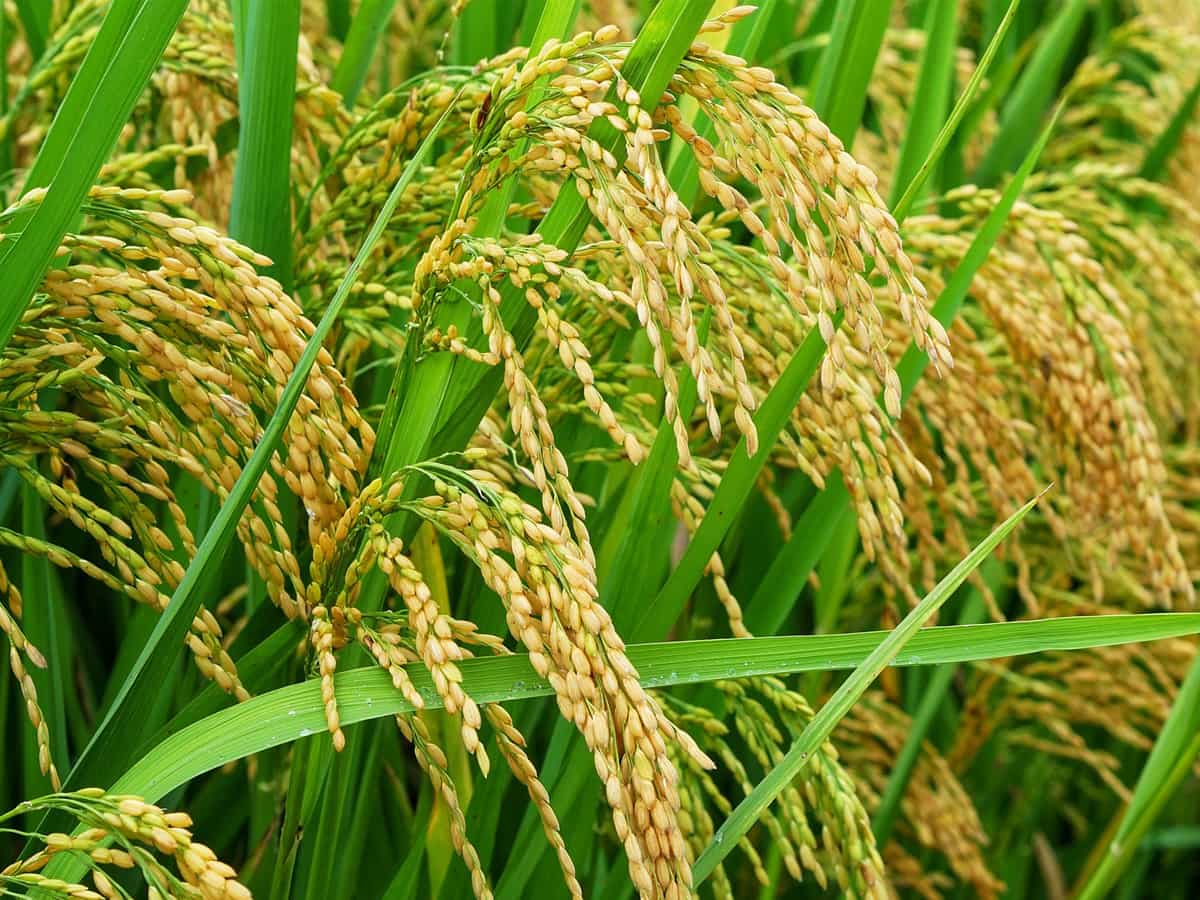 No proposal to resume sale of subsidised rice for ethanol production: Food Secretary Sanjeev Chopra