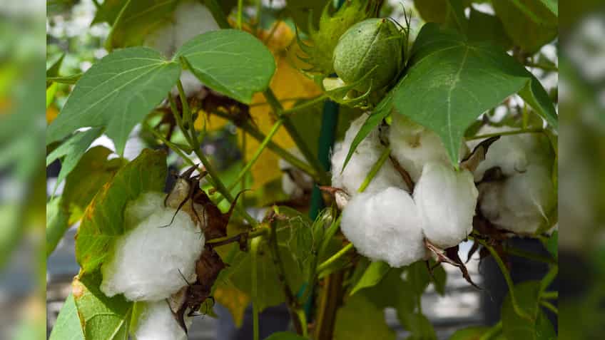 Cottonseed oil futures decline on soft demand