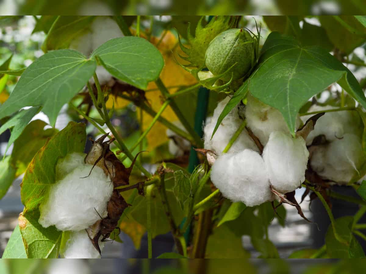Cotton seed oil futures decline on soft demand