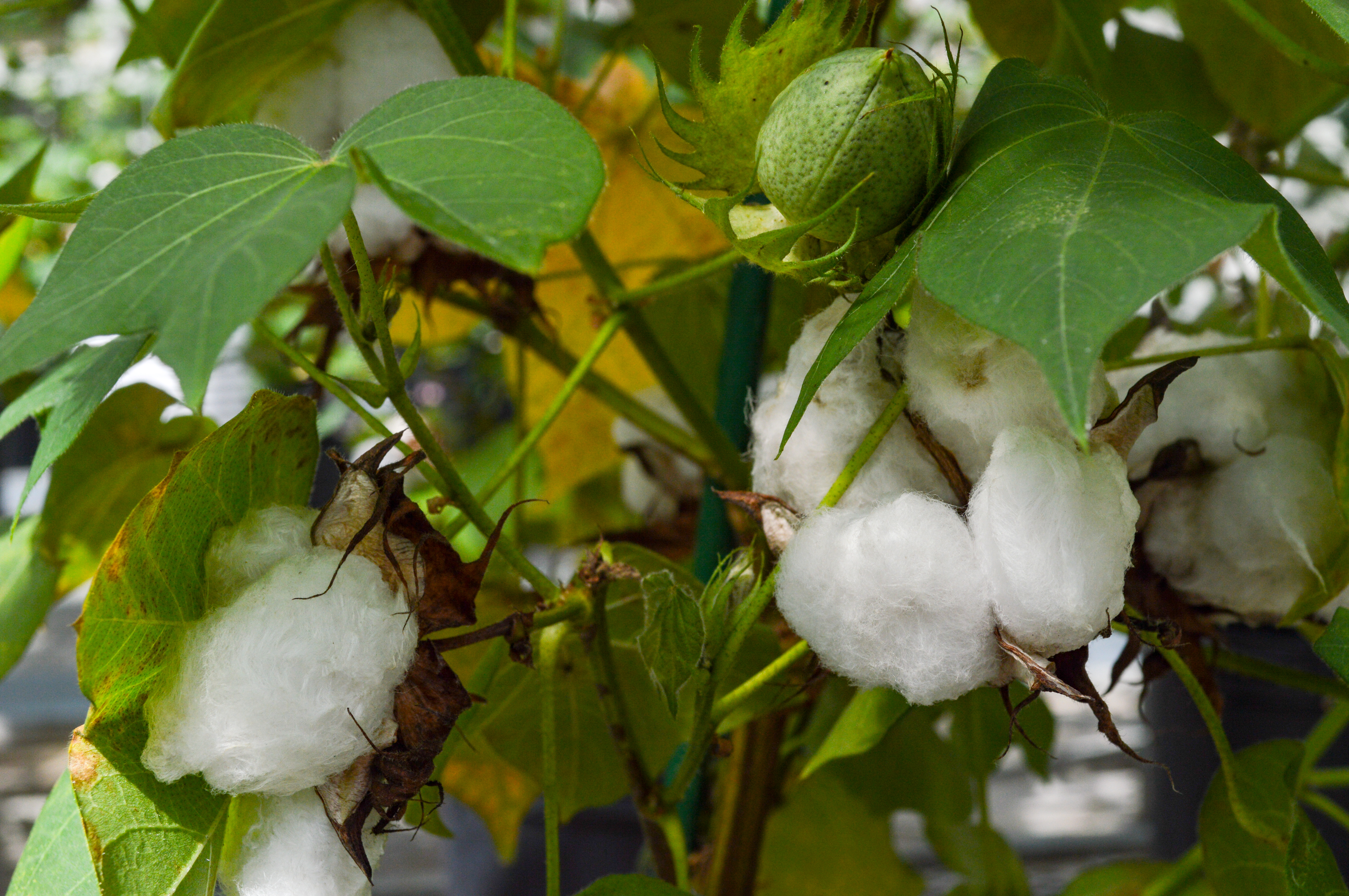 Cottonseed oil futures decline on soft demand