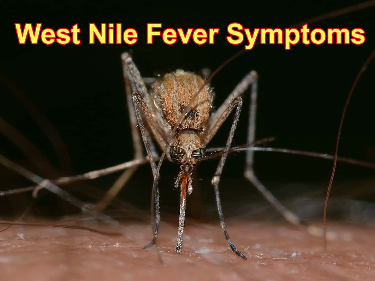 West Nile fever in Kerala: State on alert after cases reported in 3 districts - Check symptoms and other details 