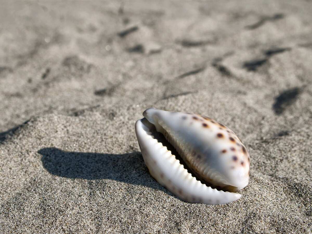 Cowrie Shells ('kauri')