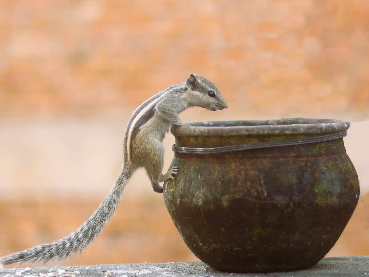 Earthen Pot (Matki)