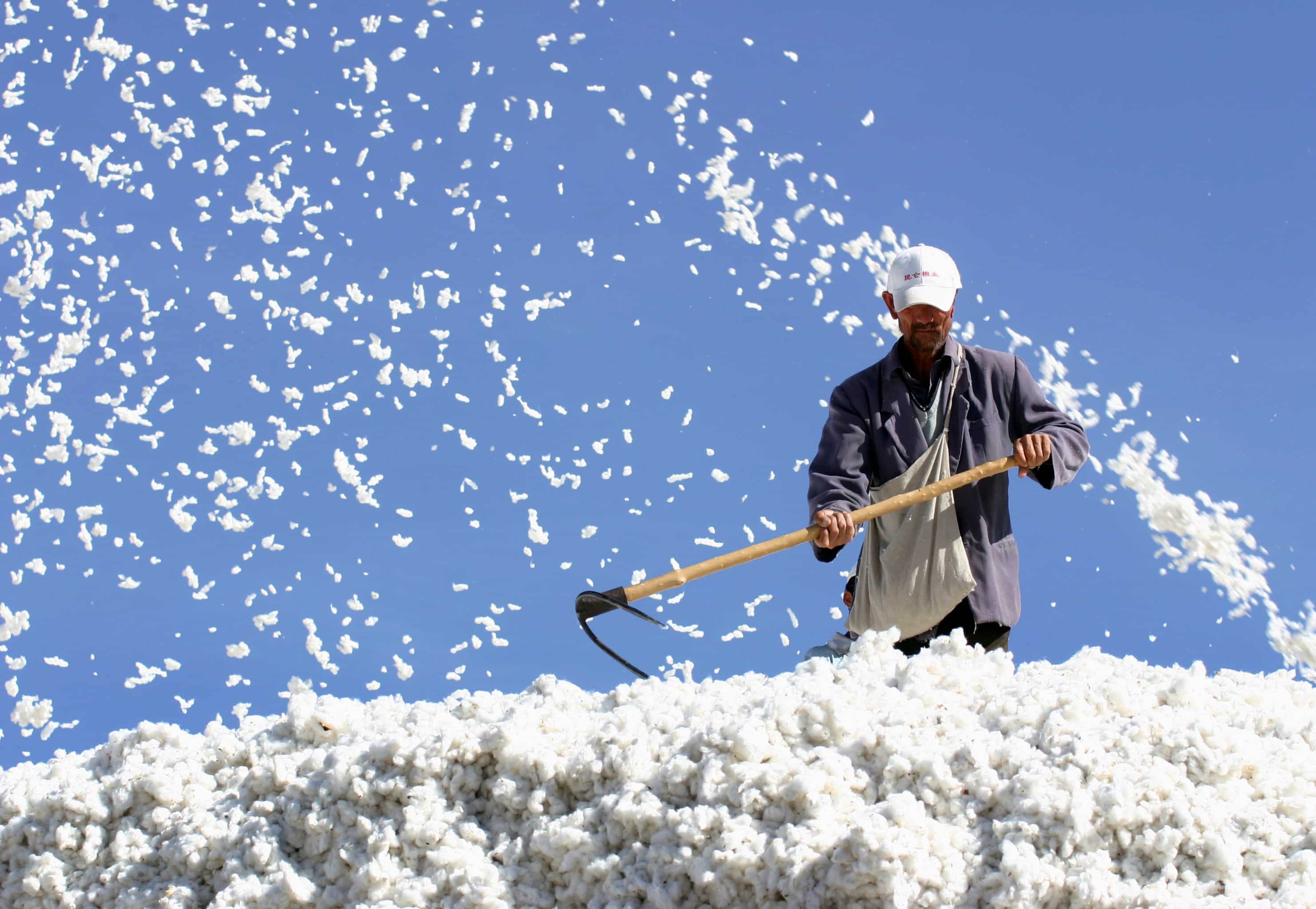 India's cotton exports may rise 27% to 28 lakh bales in 2023-24 season: CAI