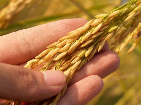 LT Foods Q4 Results: Company posts 14% jump