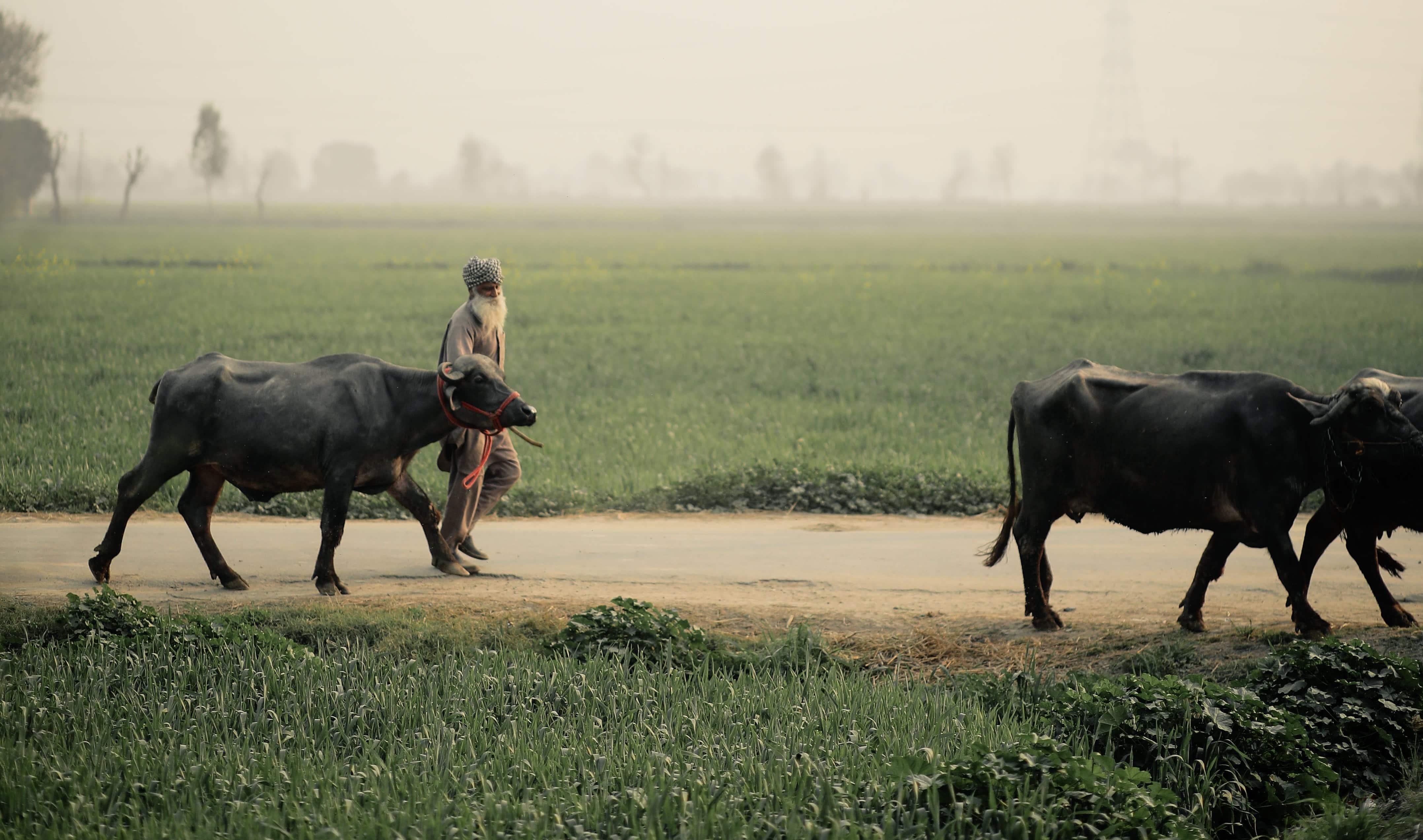 Weather Update: Amid soaring temperatures in Punjab, Haryana, Chandigarh, Centre may issue advisory on sugarcane, pulses soon