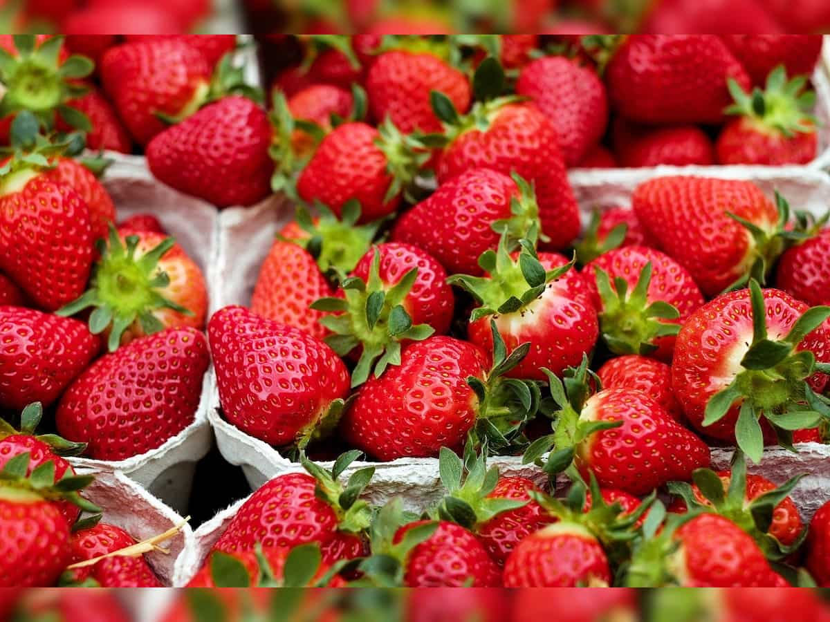 Erratic weather and climate change affect Kashmir's freshly harvested strawberries