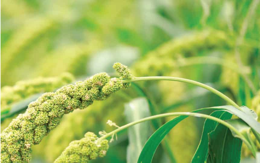 This revolutionary millet variety grows fast, is cost effective & can create wealth for farmers: 10 things to know