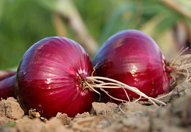 Centre plans big scale radiation processing of onions to prevent shortages