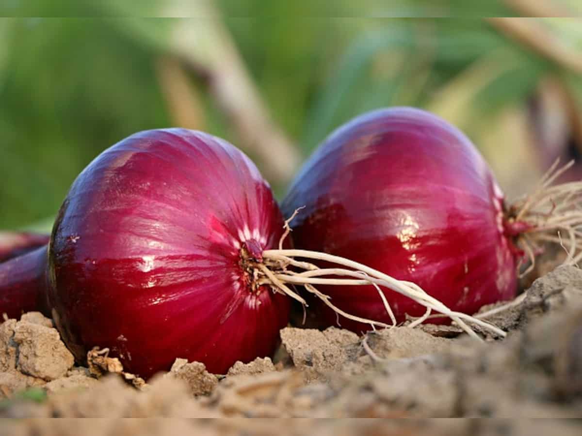 Centre plans big scale radiation processing of onions to prevent shortages