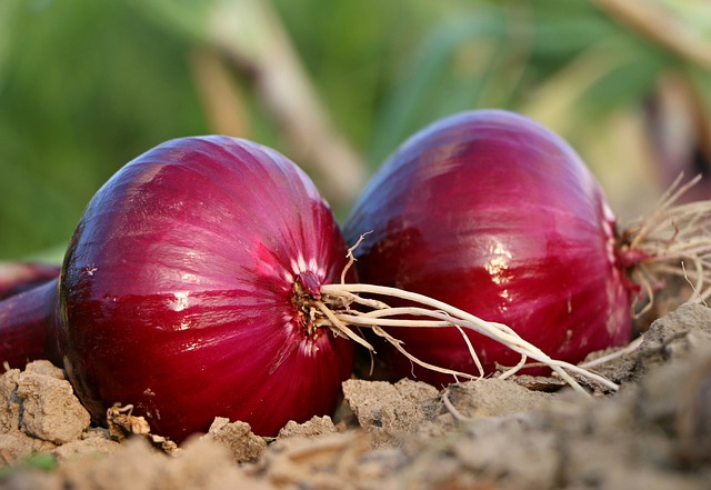 Centre plans big scale radiation processing of onions to prevent shortages