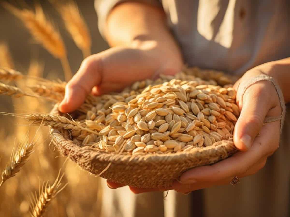 Wheat procurement at 262.4 LMT so far in marketing year 2024-25, surpasses previous year's figure: Consumer Affairs Ministry 