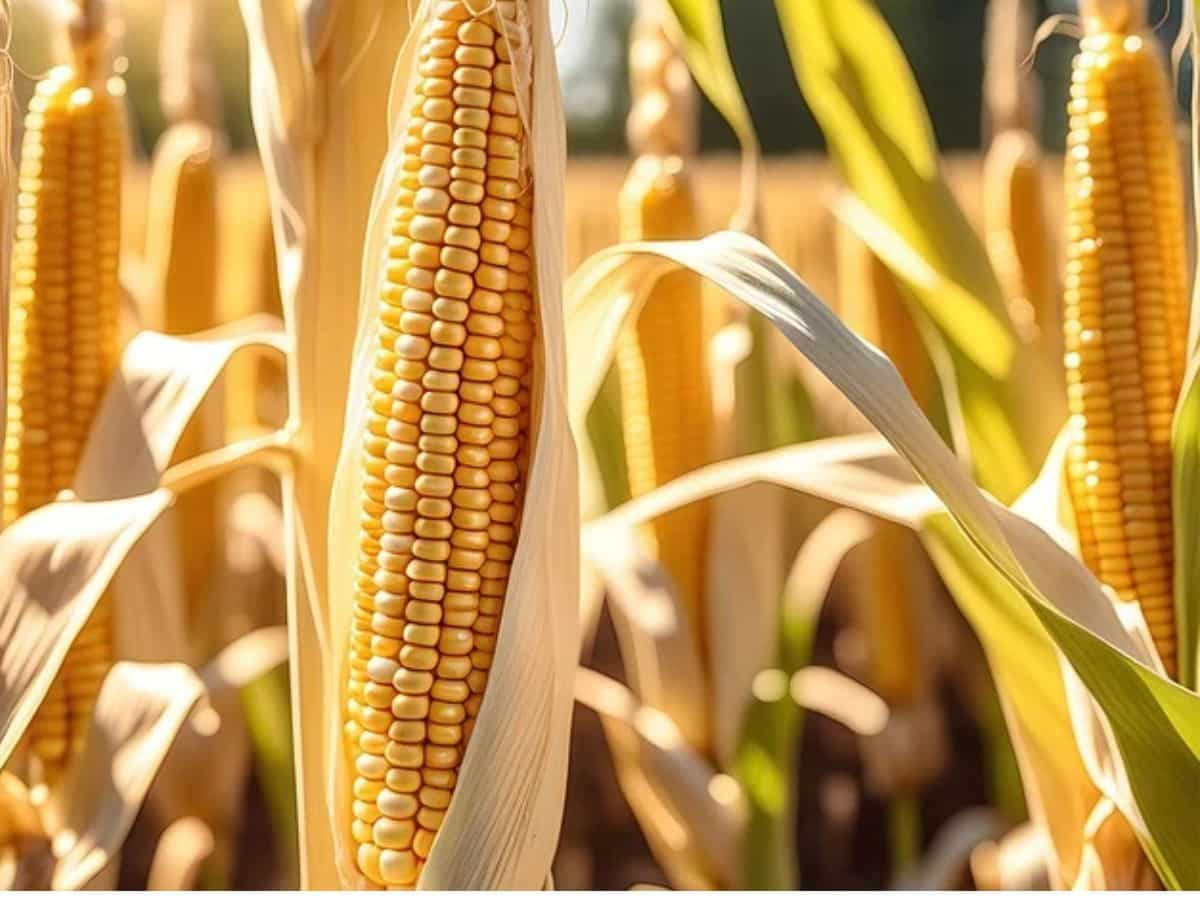 TBI Corn IPO opens for subscription: Here are key details to know about the issue