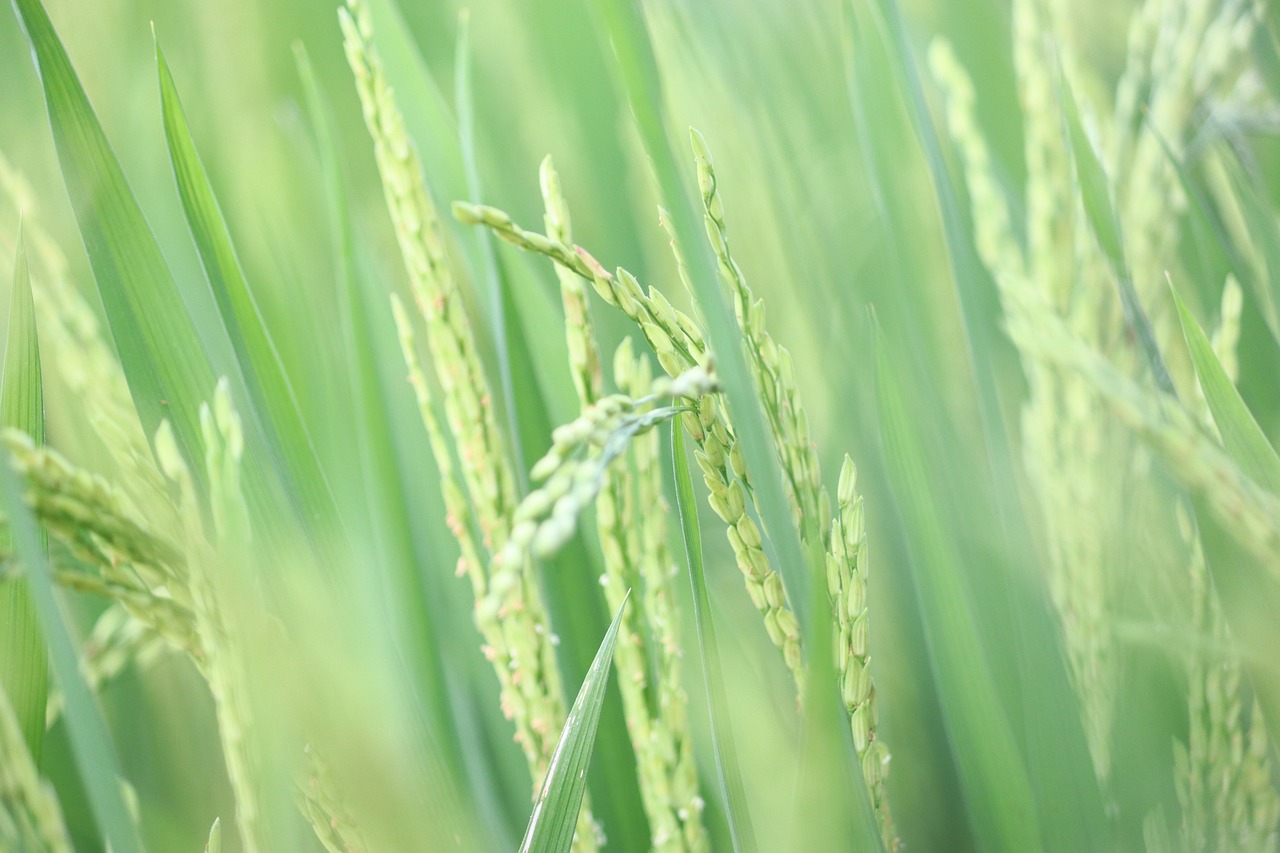 Best Agrolife to launch new insecticide for resistant