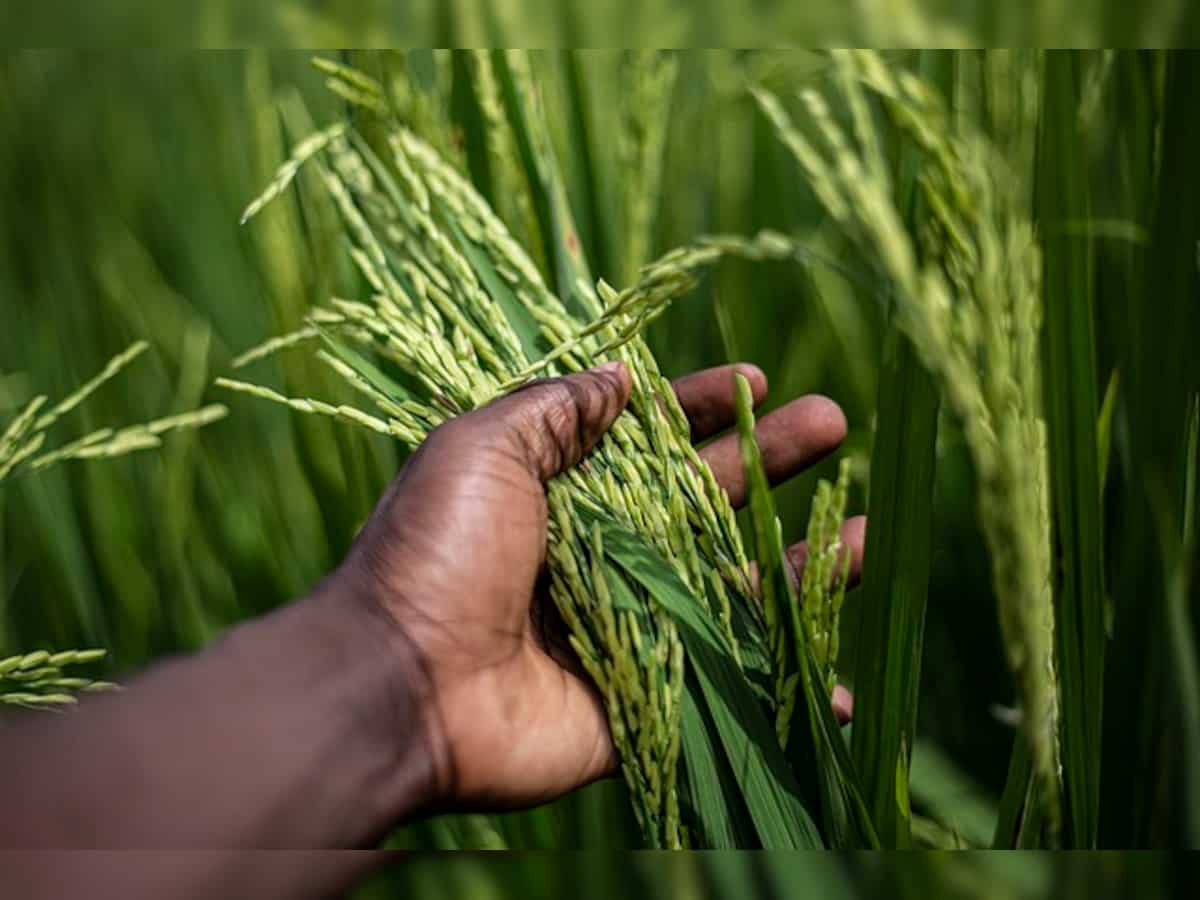 Government permits 2,000 tonnes non-basmati white rice exports to Malawi, Zimbabwe
