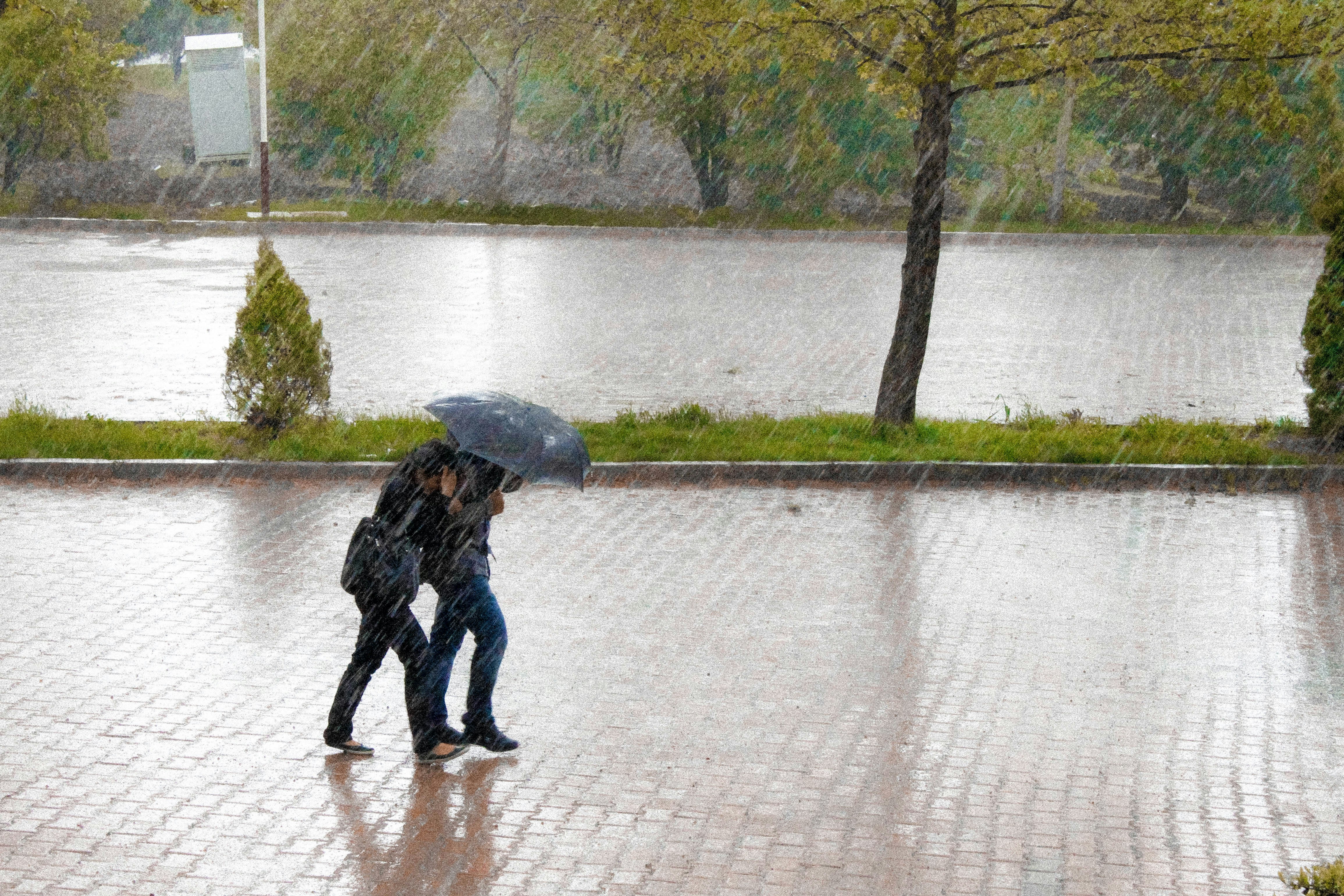 Maharashtra Weather Update: Heavy rain lashes Thane; tree