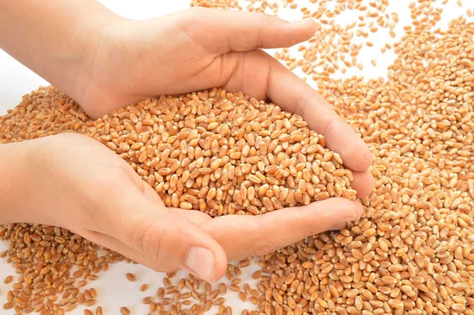 Centre imposes stockholding limit on wheat to check hoarding, ensure price stability 