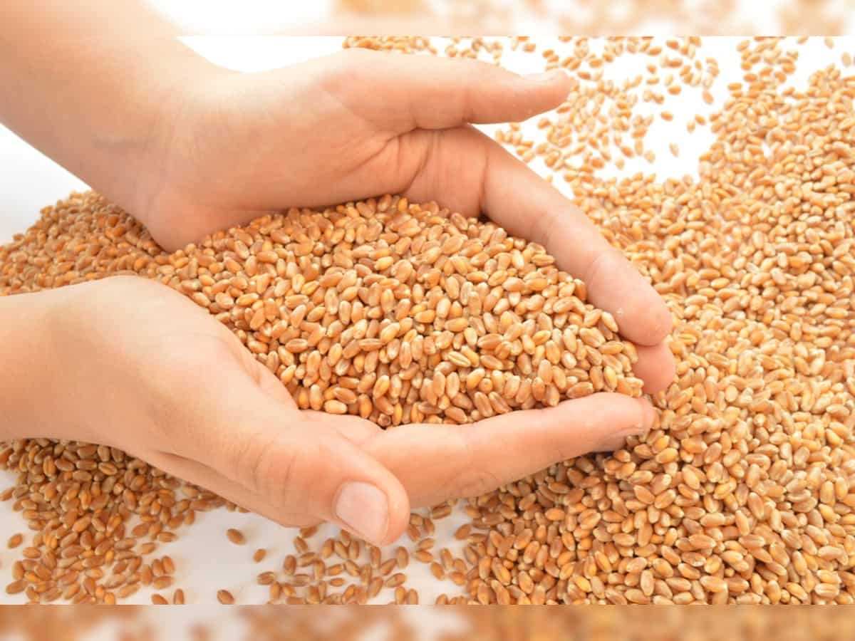 Centre imposes stockholding limit on wheat to check hoarding, ensure price stability 