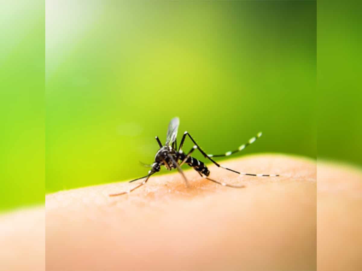 Monsoon brings surge in dengue cases: Doctors advise caution, early detection