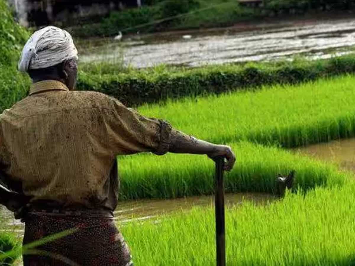 Mukhyamantri Kisan Samman Nidhi Yojana: Have you received the first instalment?