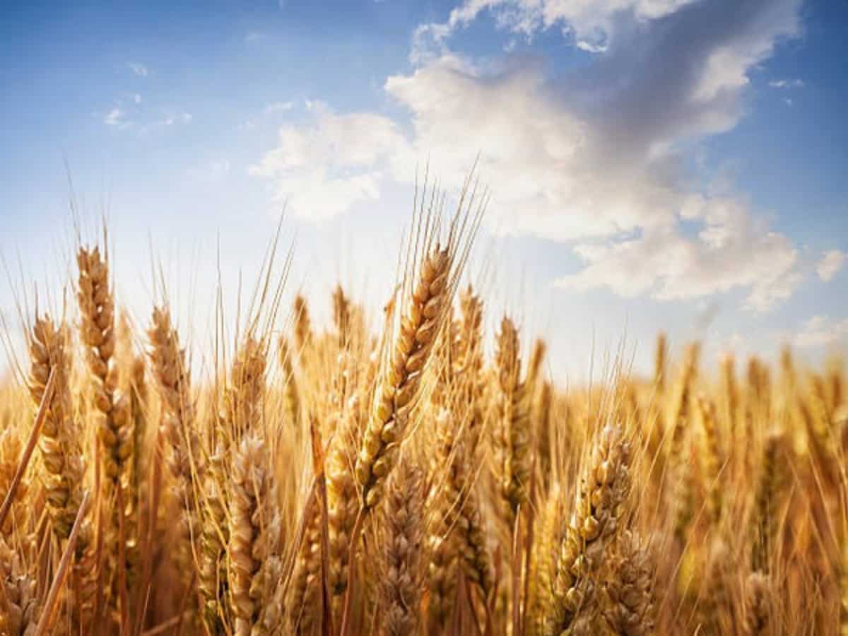 FCI achieves record wheat procurement in RMS 2024-25
