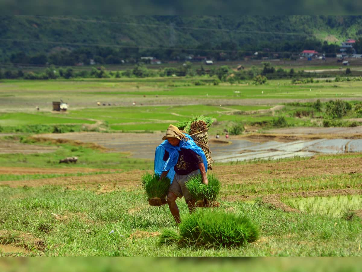 Gujarat to give 50% subsidy to farmers on Nano Urea and Nano DAP