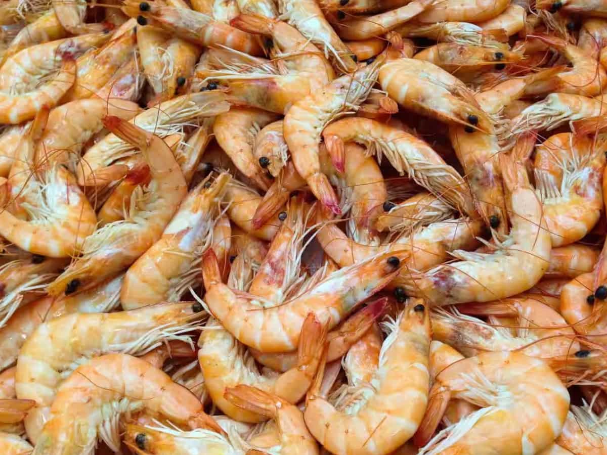Kerala government convenes meeting to discuss US shrimp export ban