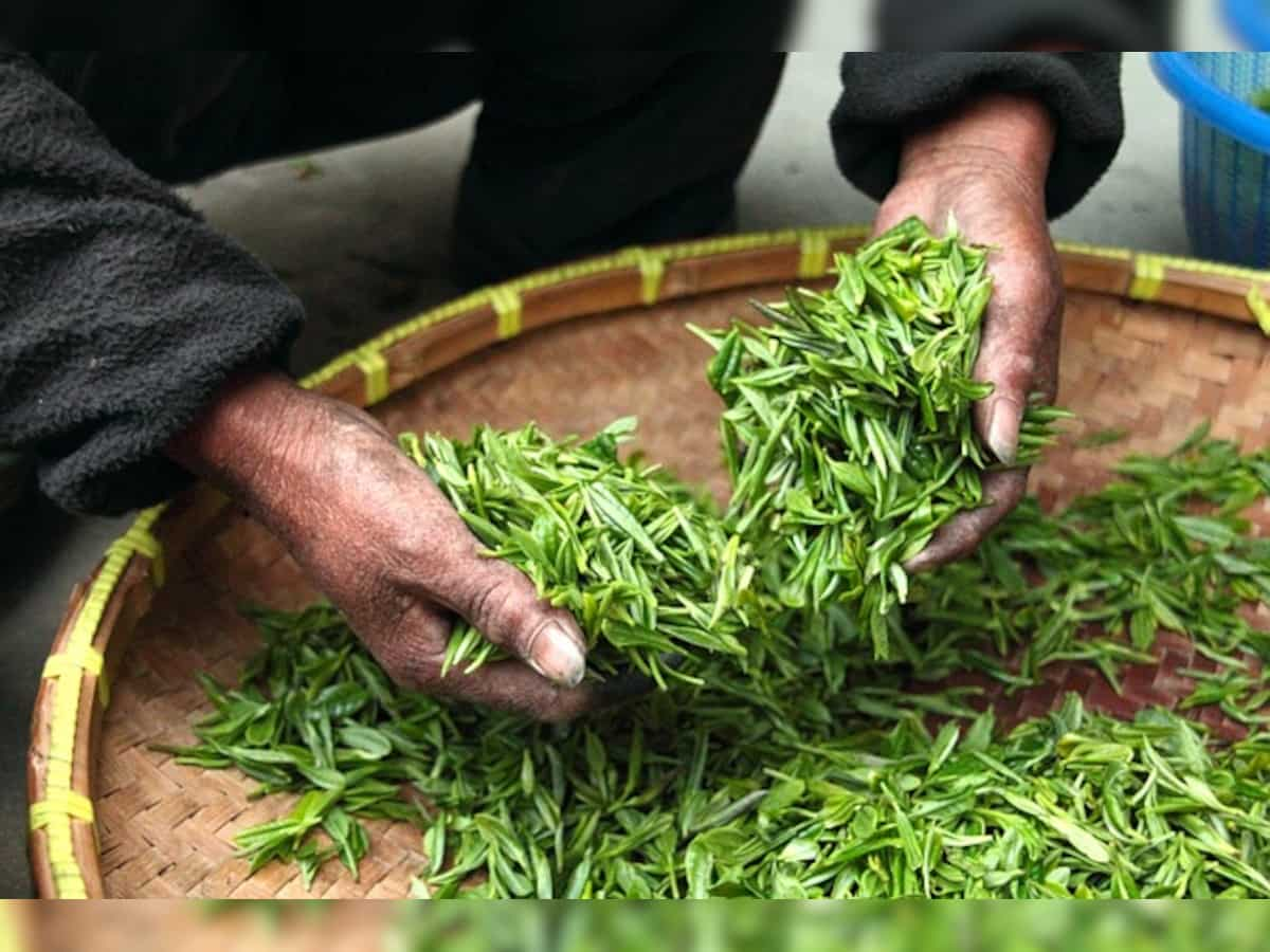 Tea industry seeks higher RoDTEP rates to make exports competitive