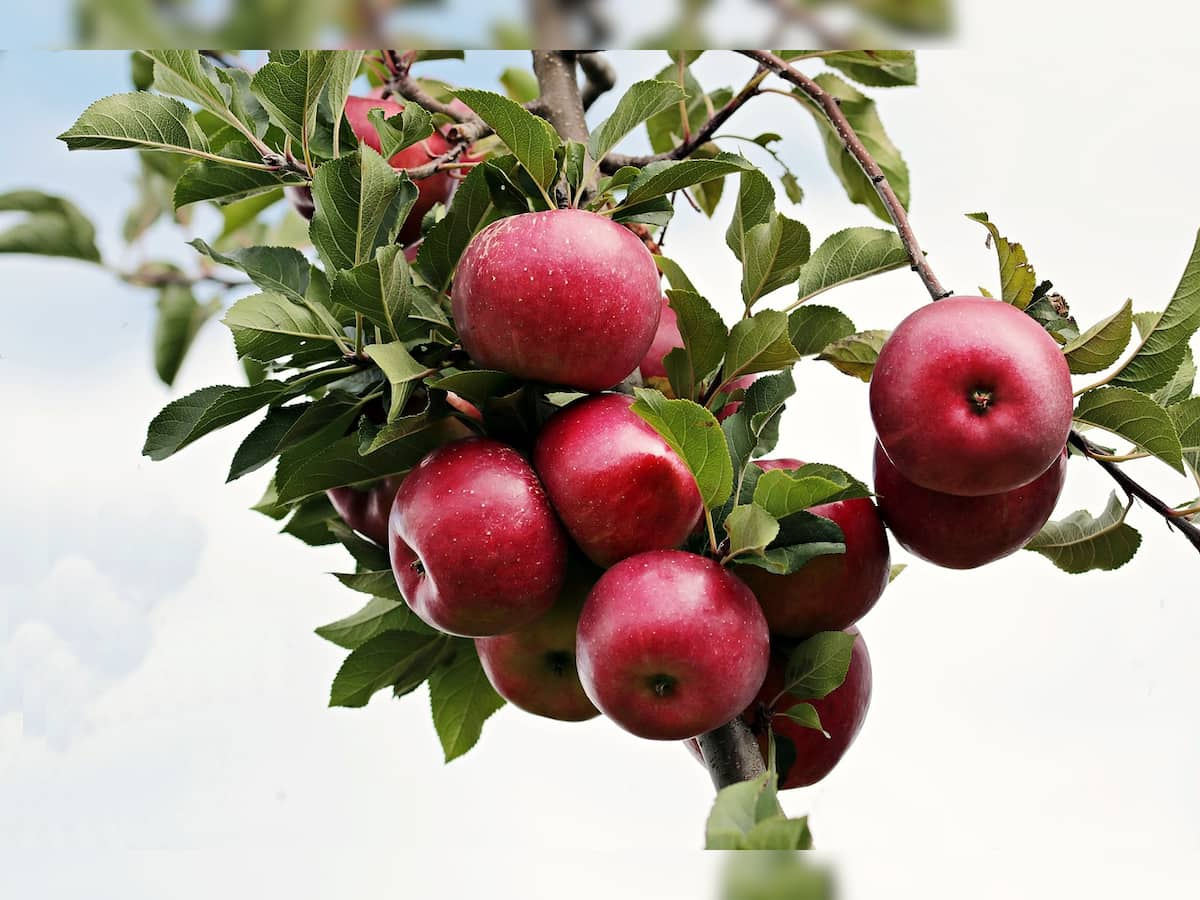 AFFI demands 100% duty on import of apples